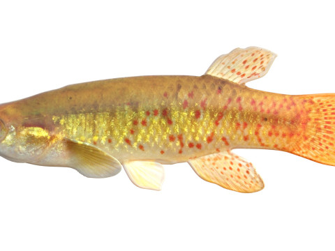 Złota rybka Topminnow Model 3D