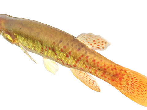 Złota rybka Topminnow Model 3D