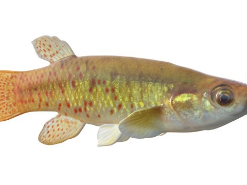 Złota rybka Topminnow Model 3D