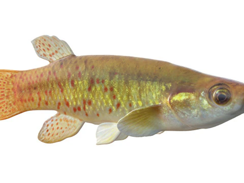 Golden Topminnow fish 3D Model
