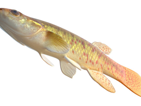 Złota rybka Topminnow Model 3D