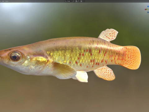 Golden Topminnow fish 3D Model