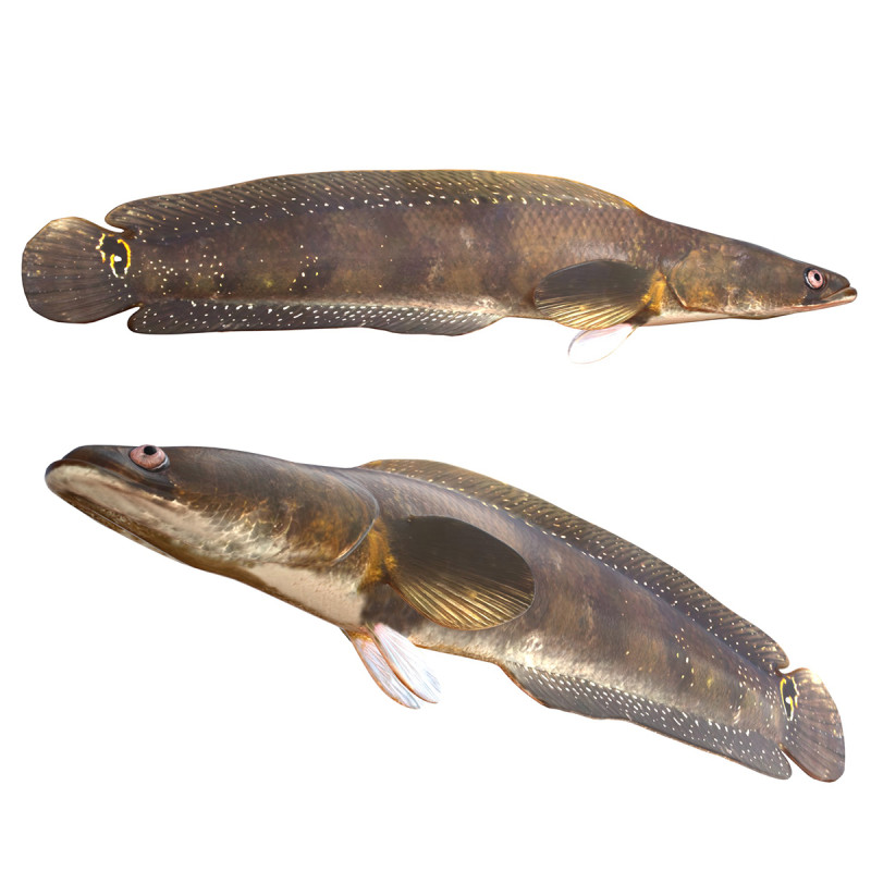 Ikan Gabus Goldline 1 Model 3D .c4d .max .obj .3ds .fbx .stl .blend