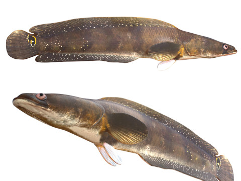 Ikan Gabus Goldline 1 Model 3D