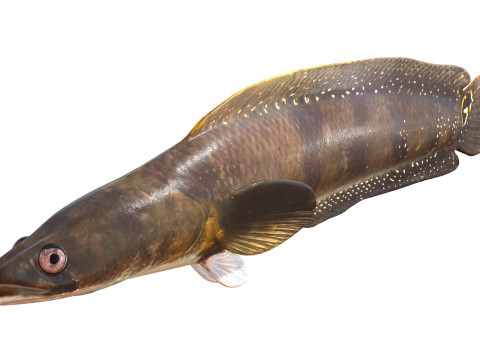 Pesce serpente Goldline 1 Modello 3D