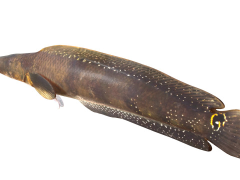 Pesce serpente Goldline 1 Modello 3D