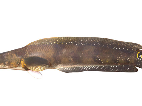 Pesce serpente Goldline 1 Modello 3D