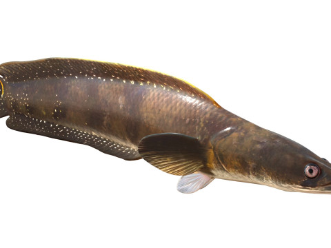 Pesce serpente Goldline 1 Modello 3D