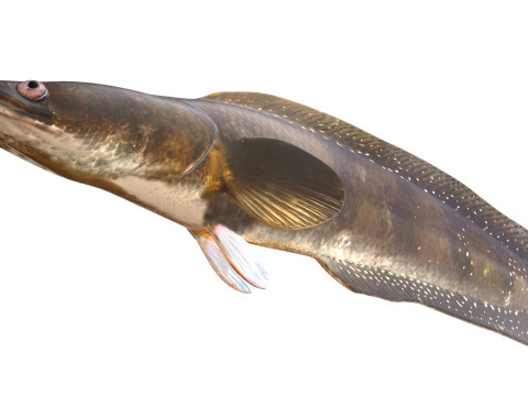 Pesce serpente Goldline 1 Modello 3D