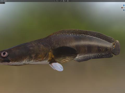 Pesce serpente Goldline 1 Modello 3D