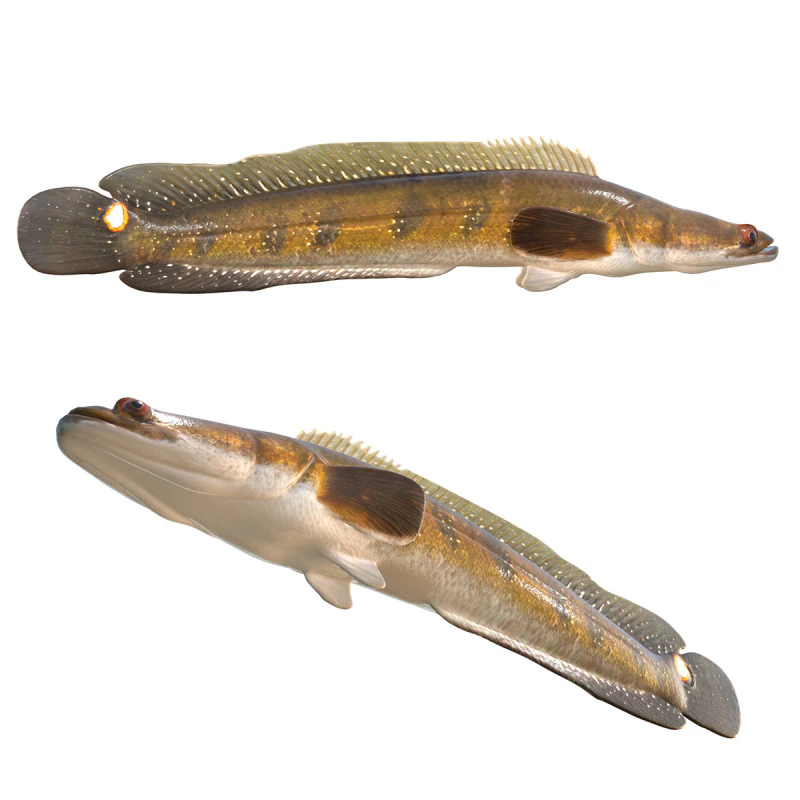 Goldline Snakehead fish 2 3D Model .c4d .max .obj .3ds .fbx .stl .blend 