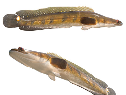 Ikan Gabus Goldline 2 Model 3D