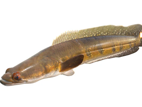 Goldline Snakehead fish 2 3D Model