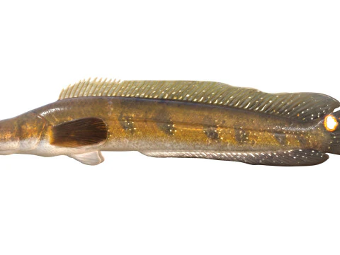 Goldline Snakehead fish 2 3D Model
