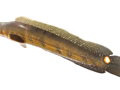 Goldline Snakehead fish 2 3D Model
