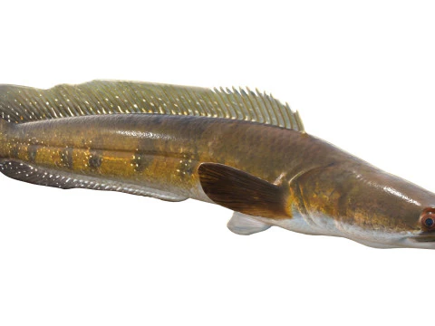Goldline Snakehead fish 2 3D Model