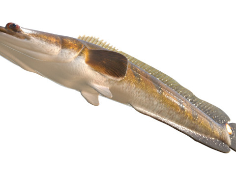 Ikan Gabus Goldline 2 Model 3D