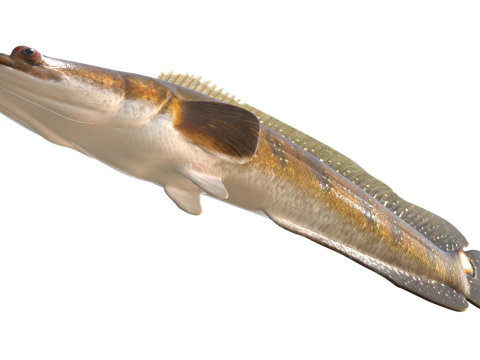 Goldline Snakehead fish 2 3D Model