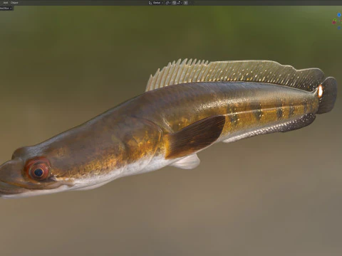 Goldline Snakehead fish 2 3D Model
