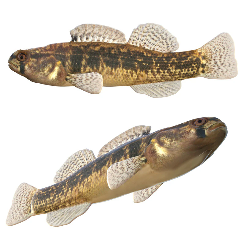 Goldstripe Darter fish 3D Model .c4d .max .obj .3ds .fbx .stl .blend 