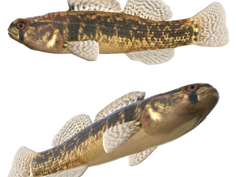 Ikan Goldstripe Darter Model 3D