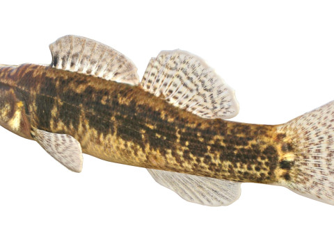 Золотистополосая рыба-дартер 3D Модель