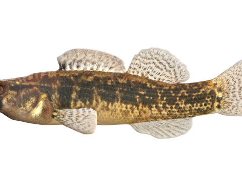 Золотистополосая рыба-дартер 3D Модель