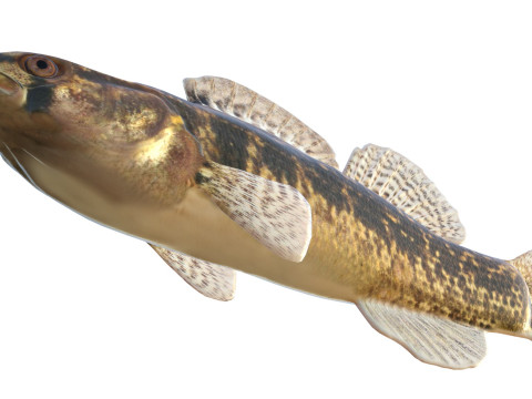 Золотистополосая рыба-дартер 3D Модель