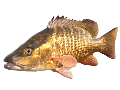 Gri Snapper balığı 3D Model
