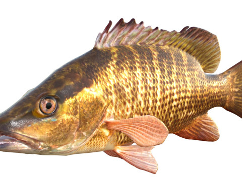 Poisson vivaneau gris Modèle 3D