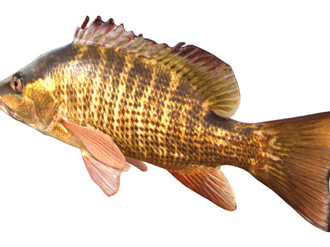 Poisson vivaneau gris Modèle 3D