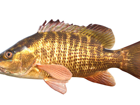 Poisson vivaneau gris Modèle 3D