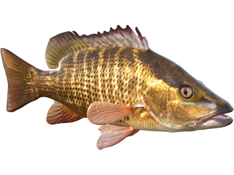 Poisson vivaneau gris Modèle 3D