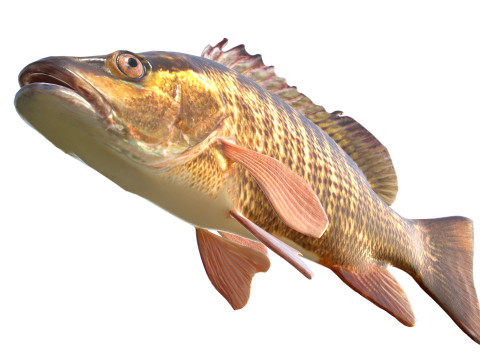 Poisson vivaneau gris Modèle 3D