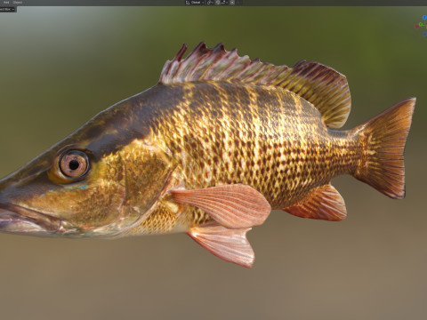 Poisson vivaneau gris Modèle 3D