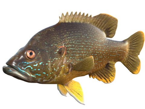 Ikan Matahari Hijau Model 3D