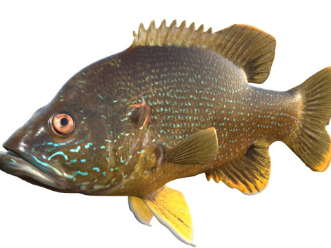 Pesce Luna Verde Modello 3D