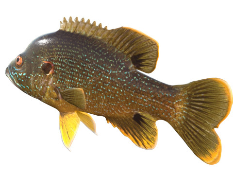 Pesce Luna Verde Modello 3D