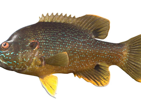 Pesce Luna Verde Modello 3D