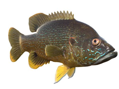 Pesce Luna Verde Modello 3D