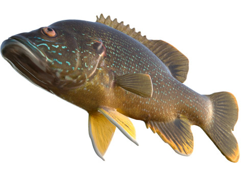 Pesce Luna Verde Modello 3D