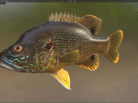 Pesce Luna Verde Modello 3D