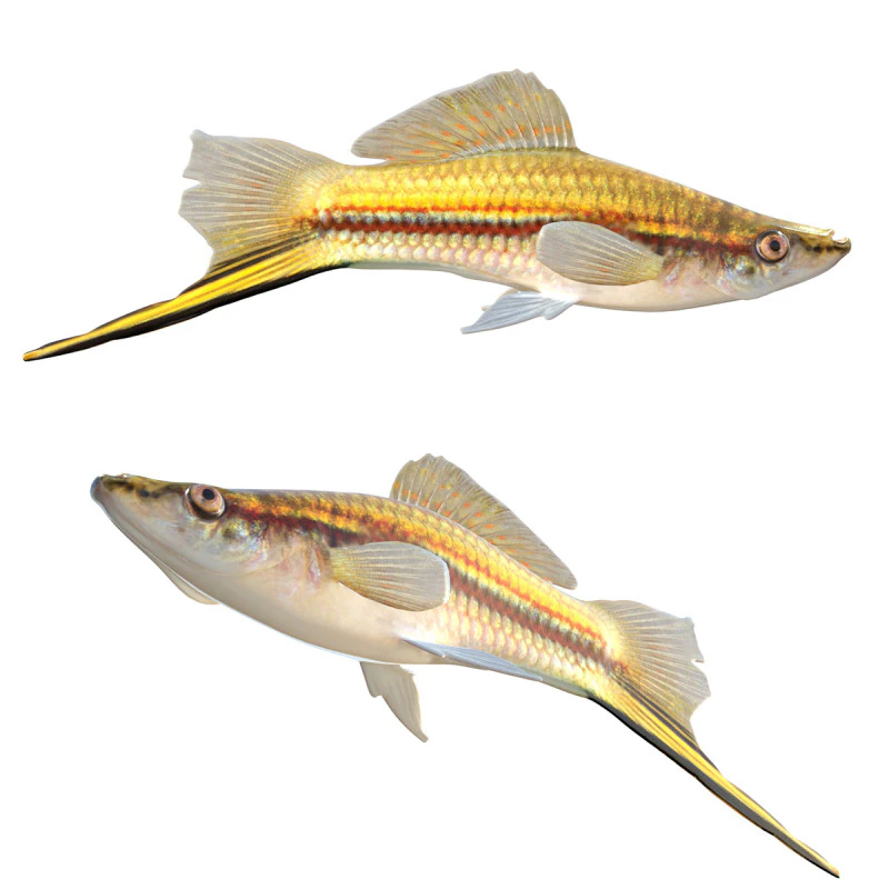 Green Swordtail fish 3D Model .c4d .max .obj .3ds .fbx .stl .blend 