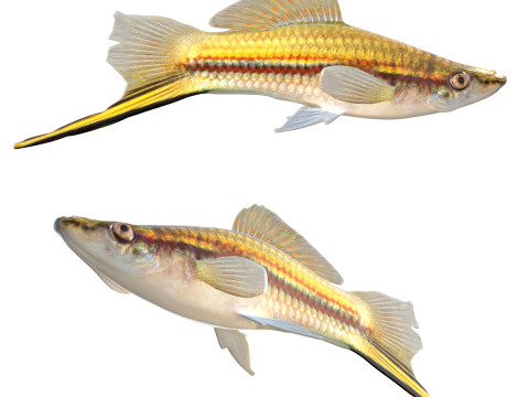 Ikan Ekor Pedang Hijau Model 3D