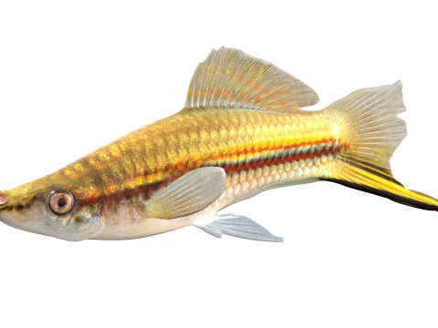 Green Swordtail fish 3D Model