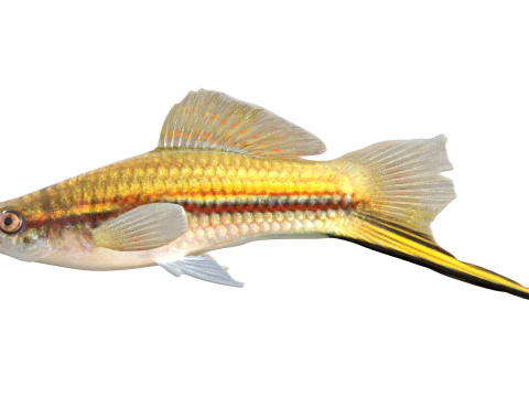 Green Swordtail fish 3D Model