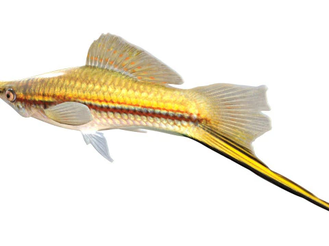 Green Swordtail fish 3D Model