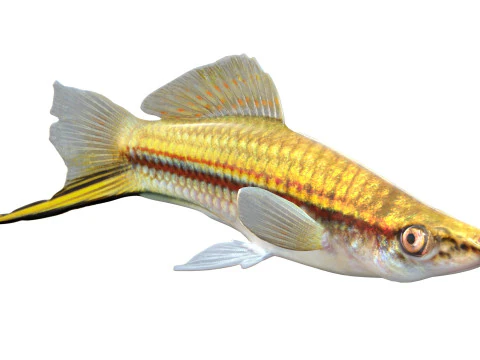 Green Swordtail fish 3D Model