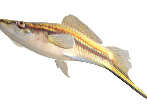 Green Swordtail fish 3D Model