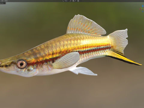 Green Swordtail fish 3D Model